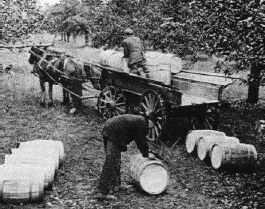 Antique photo loading cider barrels onto horsedrawn cart